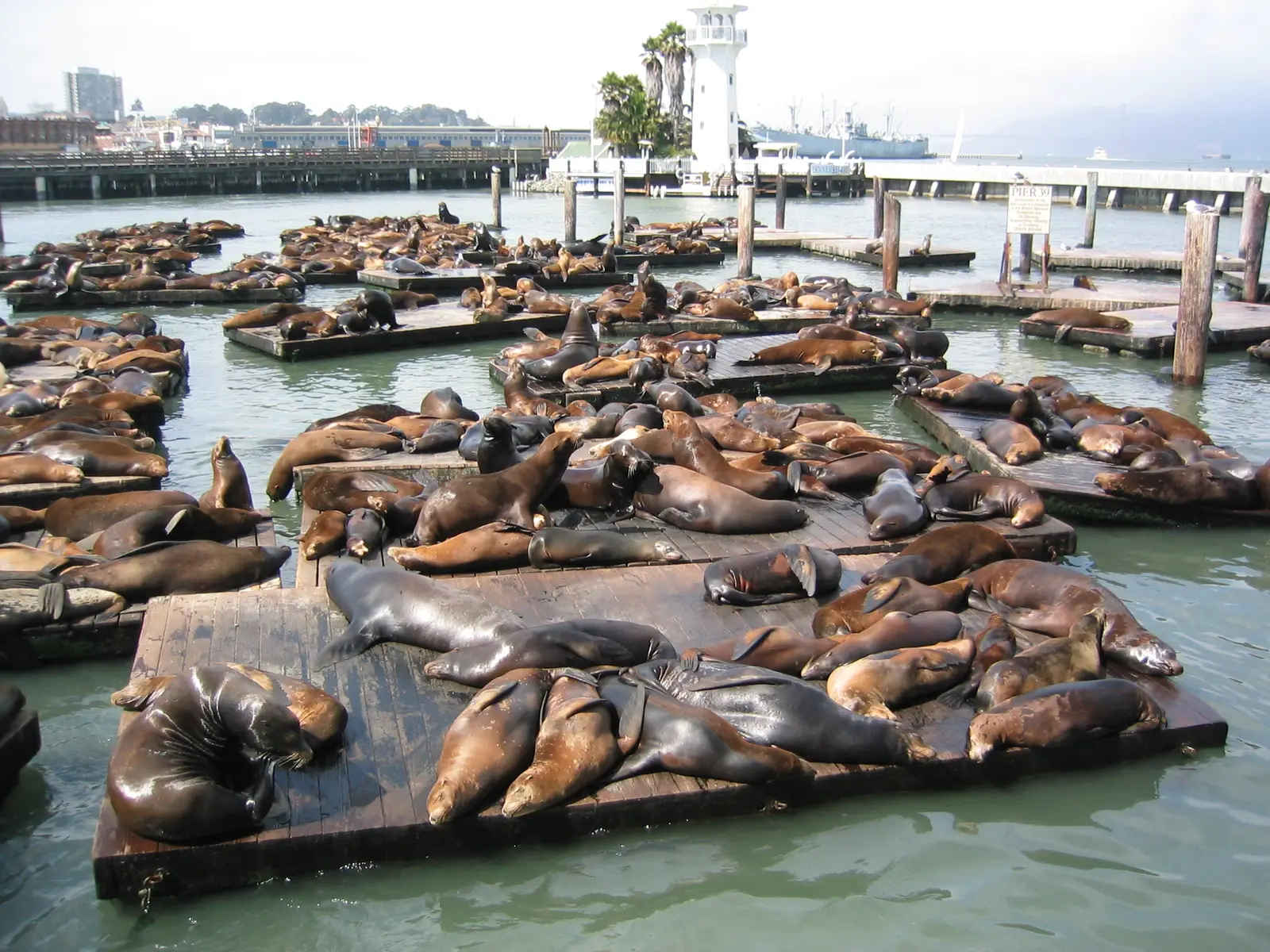 Sjölejon vid Pier 39 i Fisherman’s Wharf
