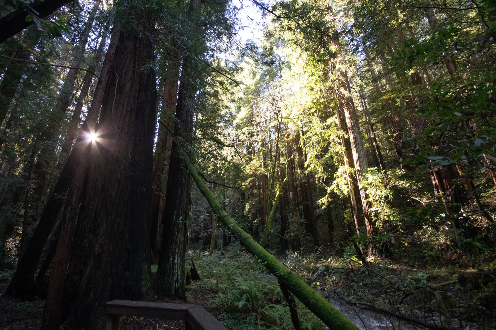 Redwoodskog i Muir Woods National Monument