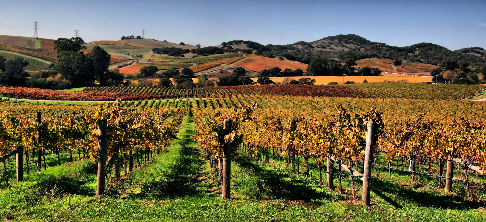 Vingårdar i Napa Valley